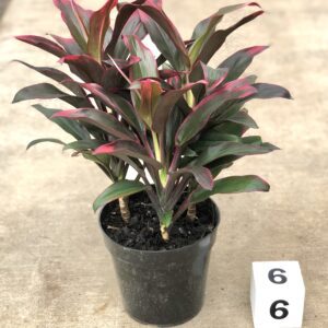 6" Cordyline Red Hawaii Compacta