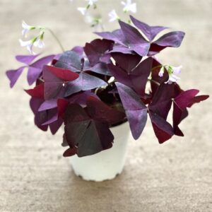 4" Oxalis Triangularis 'Purple Shamrock'