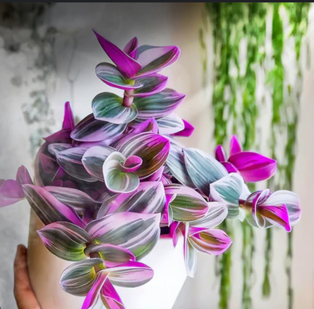 Tradescantia 'Nanouk'