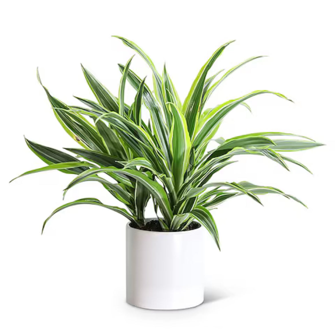 4” Dracaena Lemon Lime