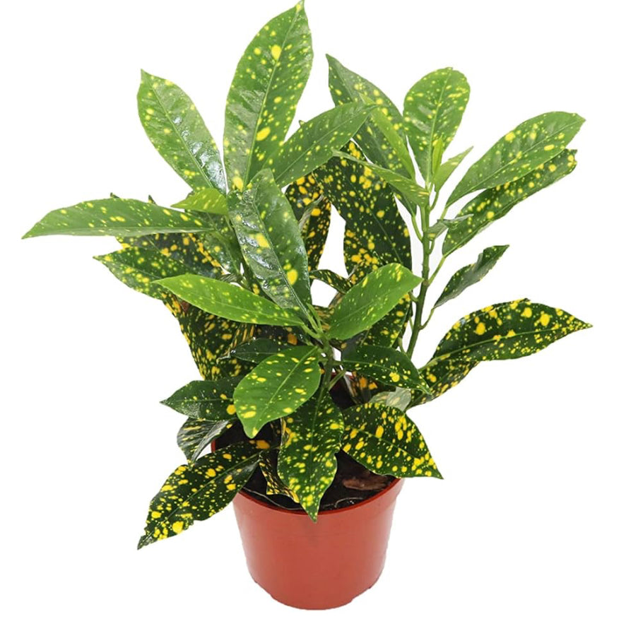 4” Gold Dust Croton