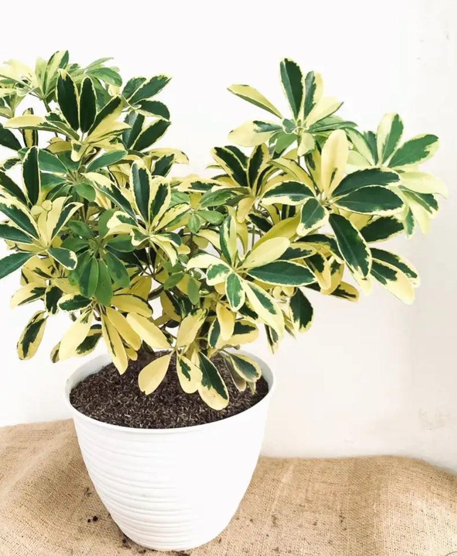 6” Schefflera arboricola