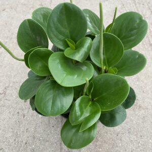 6" Peperomia Optipan Green
